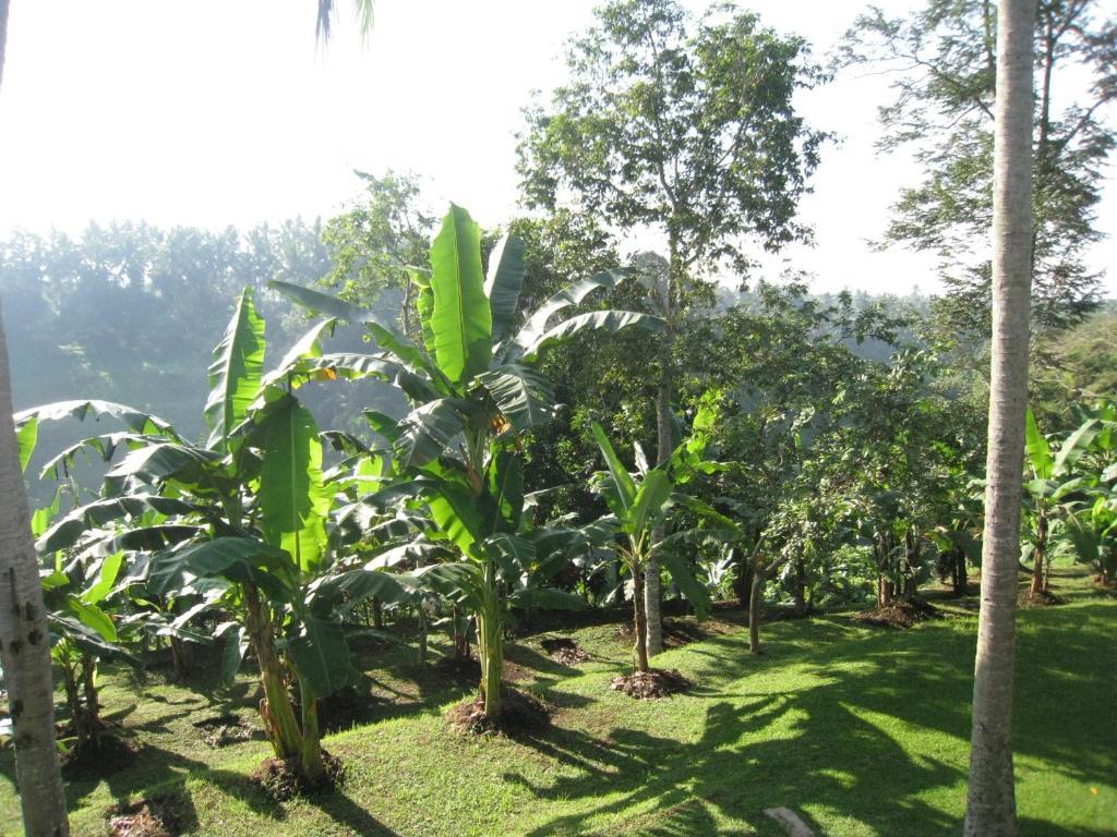 Sanggingan Villa Ubud Værelse billede